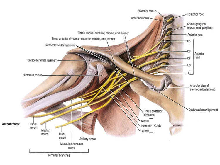 BRAKİYAL PLEKSUS YARALANMALARI